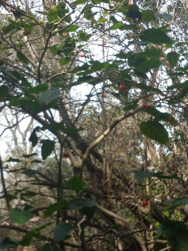 Solanum betaceum — photo