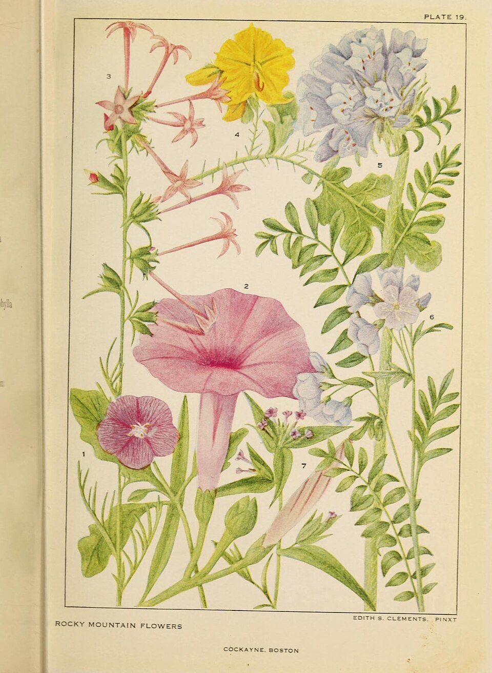 Solanum boreale