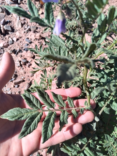 Solanum brevicaule — photo