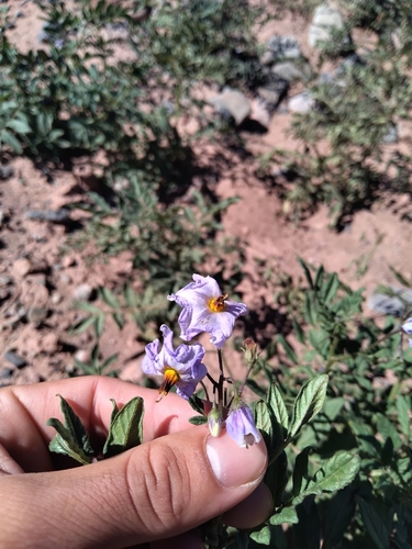 Solanum brevicaule — photo