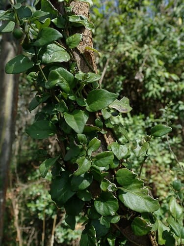 Solanum brevifolium (Uchuchi) — photo