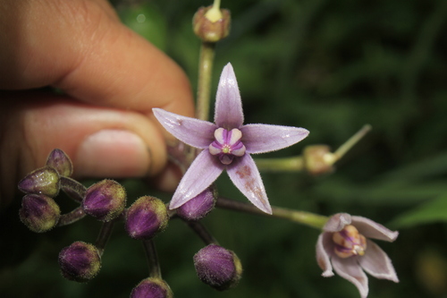 Solanum cajanumense (Casana) — photo