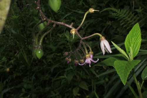Solanum cajanumense (Casana) — photo