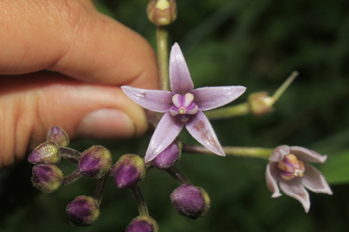 Solanum cajanumense