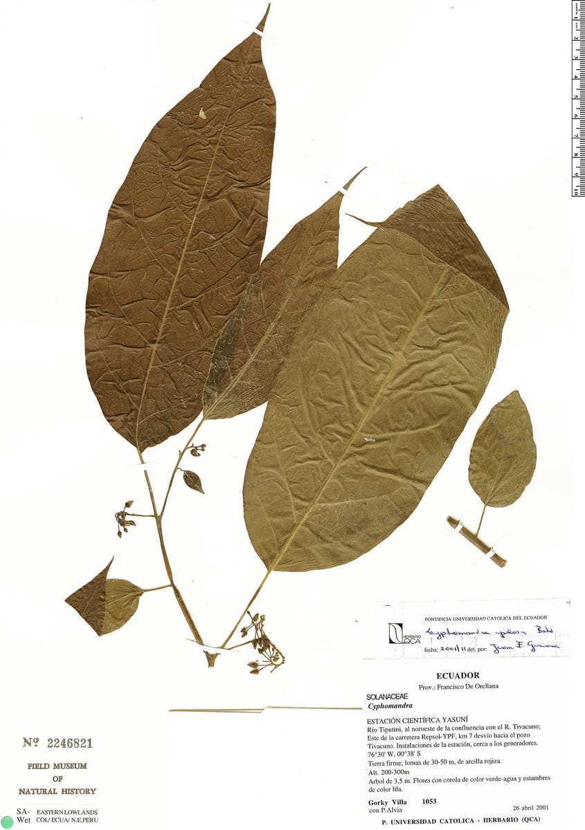 Solanum calidum — photo