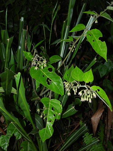 Solanum calidum