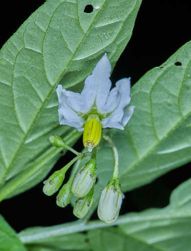 Solanum canense — photo