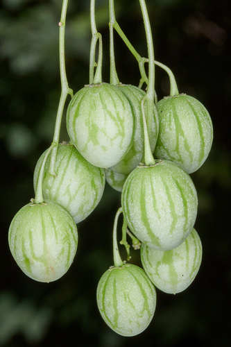 Solanum canense — photo