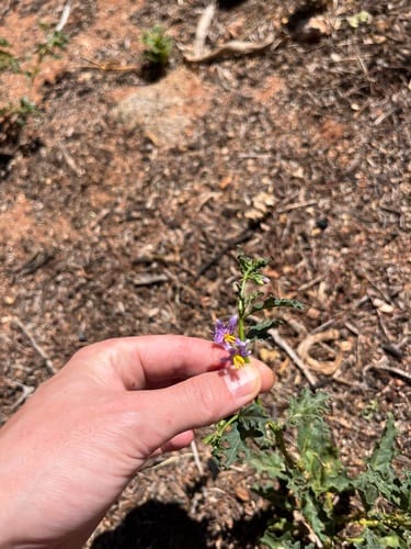 Solanum capense — photo