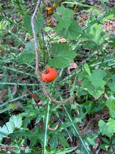 Solanum capsicoides (Cockroach berry) — photo