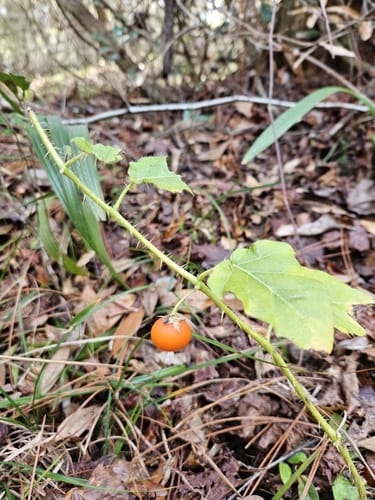 Solanum capsicoides (Cockroach berry) — photo