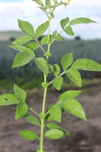 Solanum cardiophyllum (Hearleaf nightshade) — photo