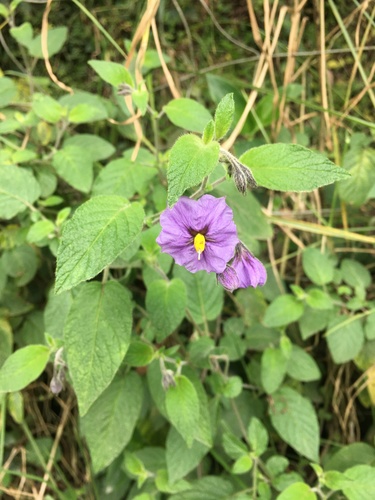Solanum caripense (Tzimbalo) — photo