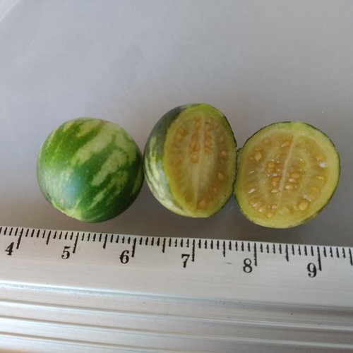 Solanum caripense (Tzimbalo) — photo