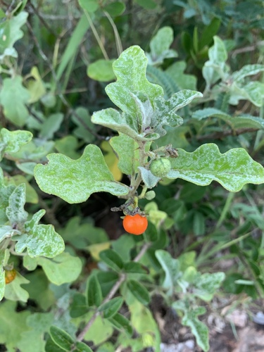 Solanum catombelense