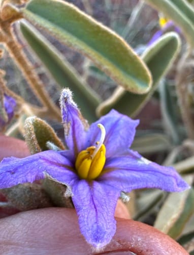 Solanum centrale (Desert raisin) — photo