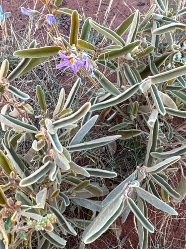 Solanum centrale (Desert raisin) — photo