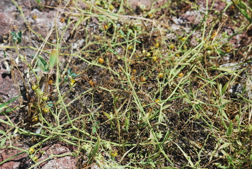 Solanum cheesmaniae (Galapagos tomato) — photo