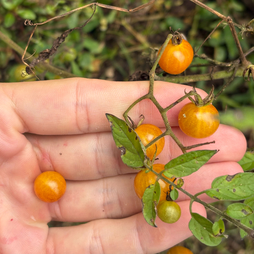 Solanum cheesmaniae (Galapagos tomato) — photo