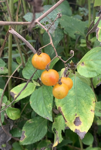 Solanum cheesmaniae