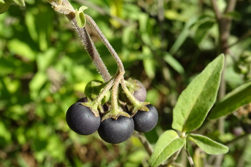 Solanum chenopodioides (Whitetip nightshade) — photo