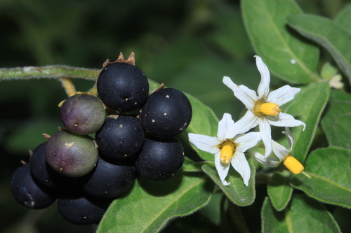Solanum chenopodioides (Whitetip nightshade) — photo