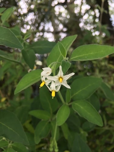 Solanum chenopodioides