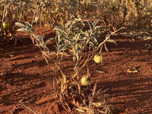 Solanum chippendalei (Green bush tomato) — photo