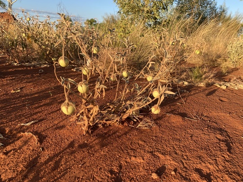 Solanum chippendalei (Green bush tomato) — photo