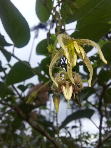Solanum circinatum (Curcinate nightshade) — photo