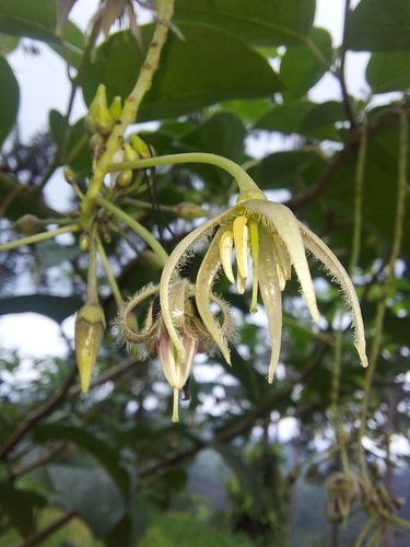 Solanum circinatum