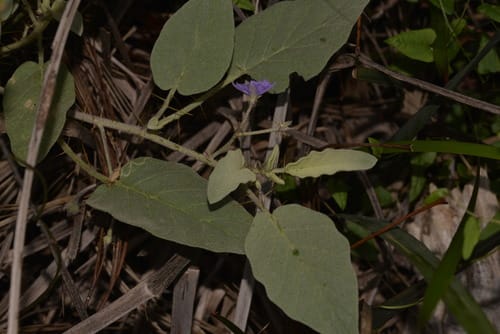 Solanum cleistogamum (Shy nightshade) — photo