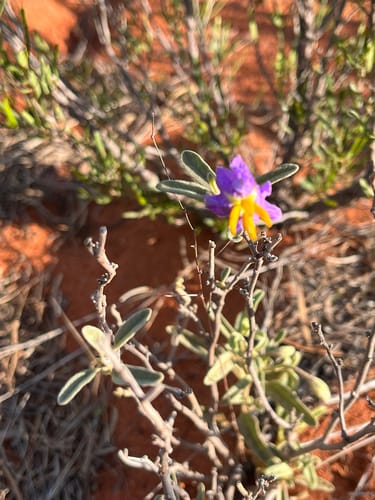 Solanum coactiliferum (Western nightshade) — photo