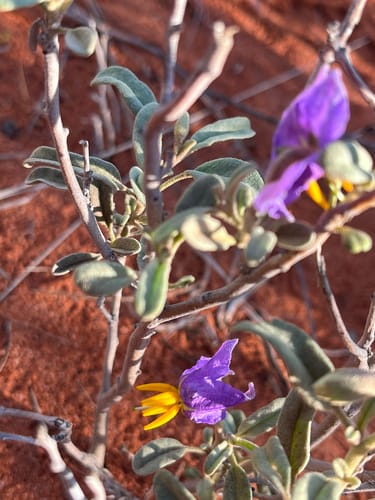 Solanum coactiliferum (Western nightshade) — photo
