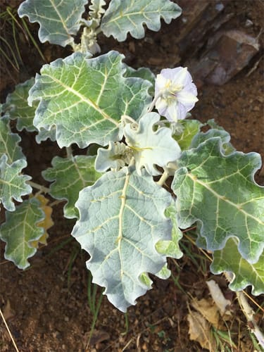 Solanum coagulans (Xi ha la gou) — photo