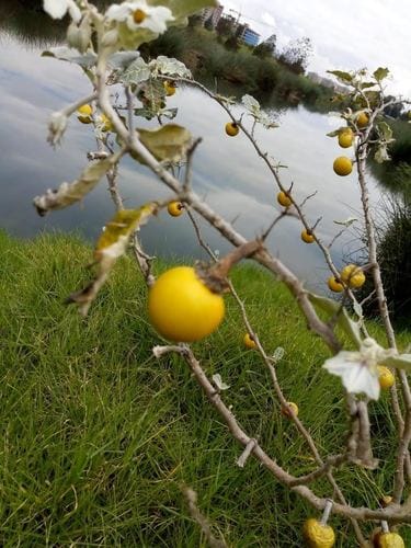 Solanum coagulans (Xi ha la gou) — photo