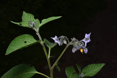 Solanum cochabambense — photo