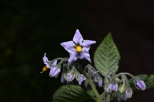 Solanum cochabambense — photo