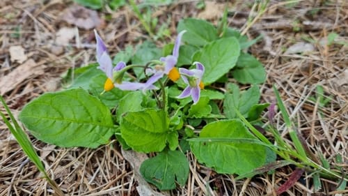 Solanum commersonii (Uruguay potato) — photo