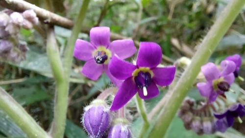 Solanum corymbiflorum