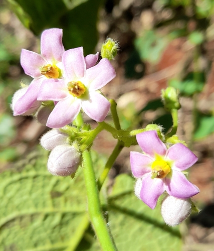 Solanum corymbiflorum — photo