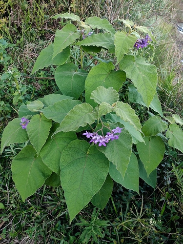 Solanum corymbiflorum subsp. mortonianum — photo