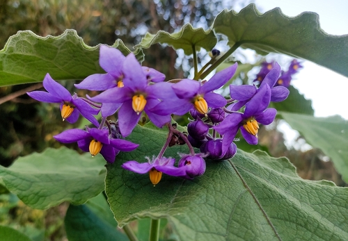 Solanum corymbiflorum subsp. mortonianum