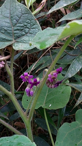 Solanum corymbiflorum — photo