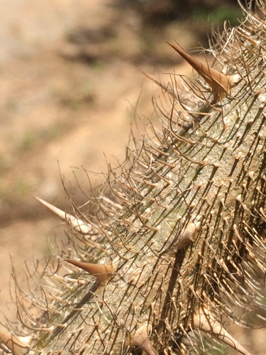 Solanum crinitum — photo