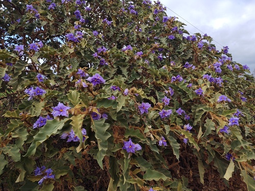 Solanum crinitum — photo