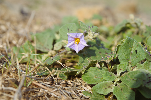 Solanum cumingii (Talongtalongan) — photo