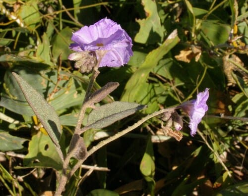 Solanum cunninghamii (Punuk) — photo