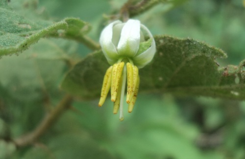 Solanum dasyanthum — photo