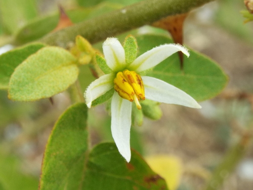 Solanum dasyanthum — photo